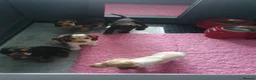 Cocker Spaniel dogs for sale: Gorgeous KC Health Tested Show Pups - Advert 13