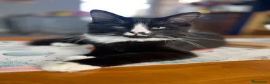 Monty