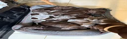 German Shorthaired Pointer dogs for sale: Litter of nine family raised GSPs  - Advert 5