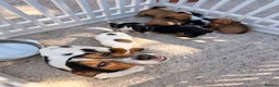 Jack Russell dogs for sale: Jack Russell puppies  - Advert 6