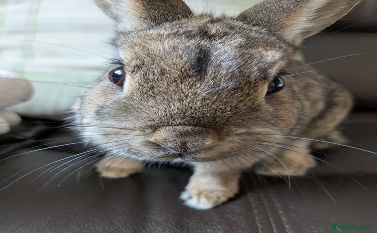 Netherland Dwarf rabbits - Advert 1