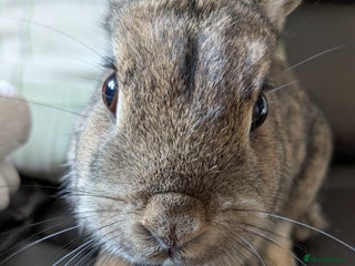 Netherland Dwarf rabbits - Advert 6