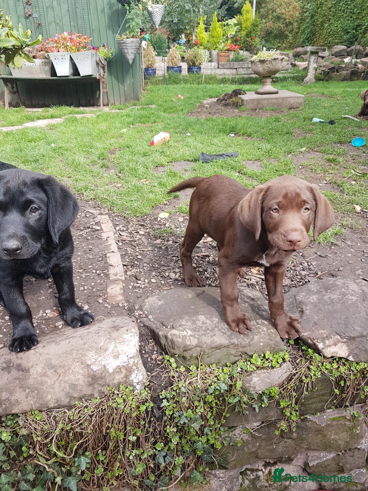 Labrador Retriever dogs Adorable KC Reg Labrador puppies  - Advert 2