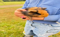 Guinea Pig rodents for sale: Baby Guinea pigs for sale  - Image 8
