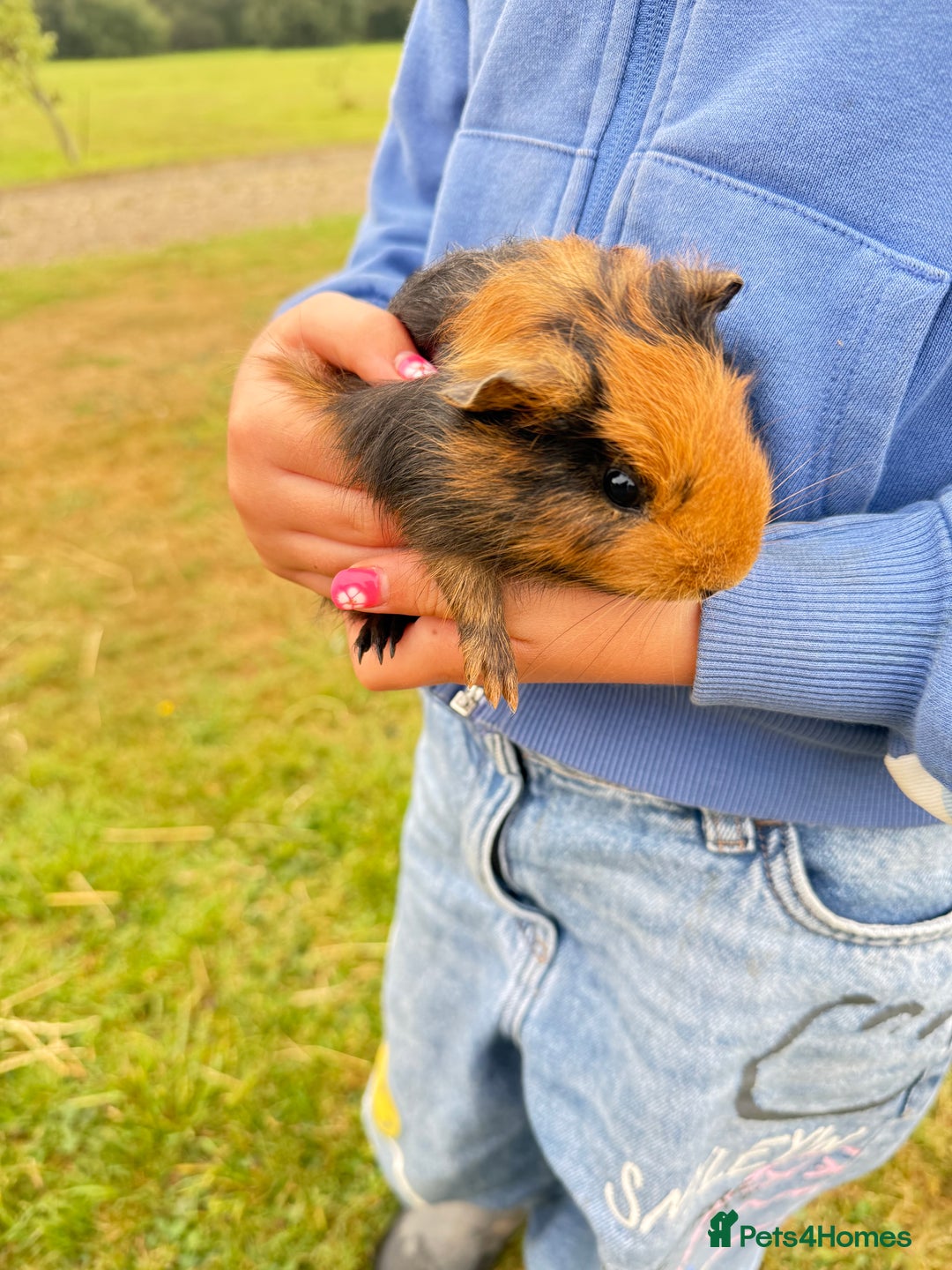 Guinea Pig rodents for sale: Baby Guinea pigs for sale  - Image 8