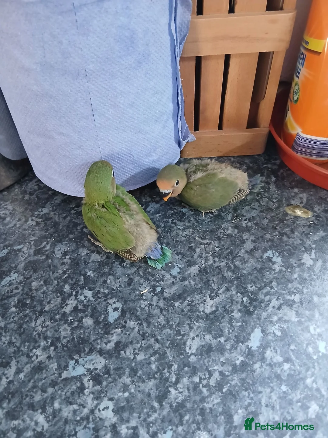 Lovebirds birds for sale: Lovebird in Littlehampton - Advert 3
