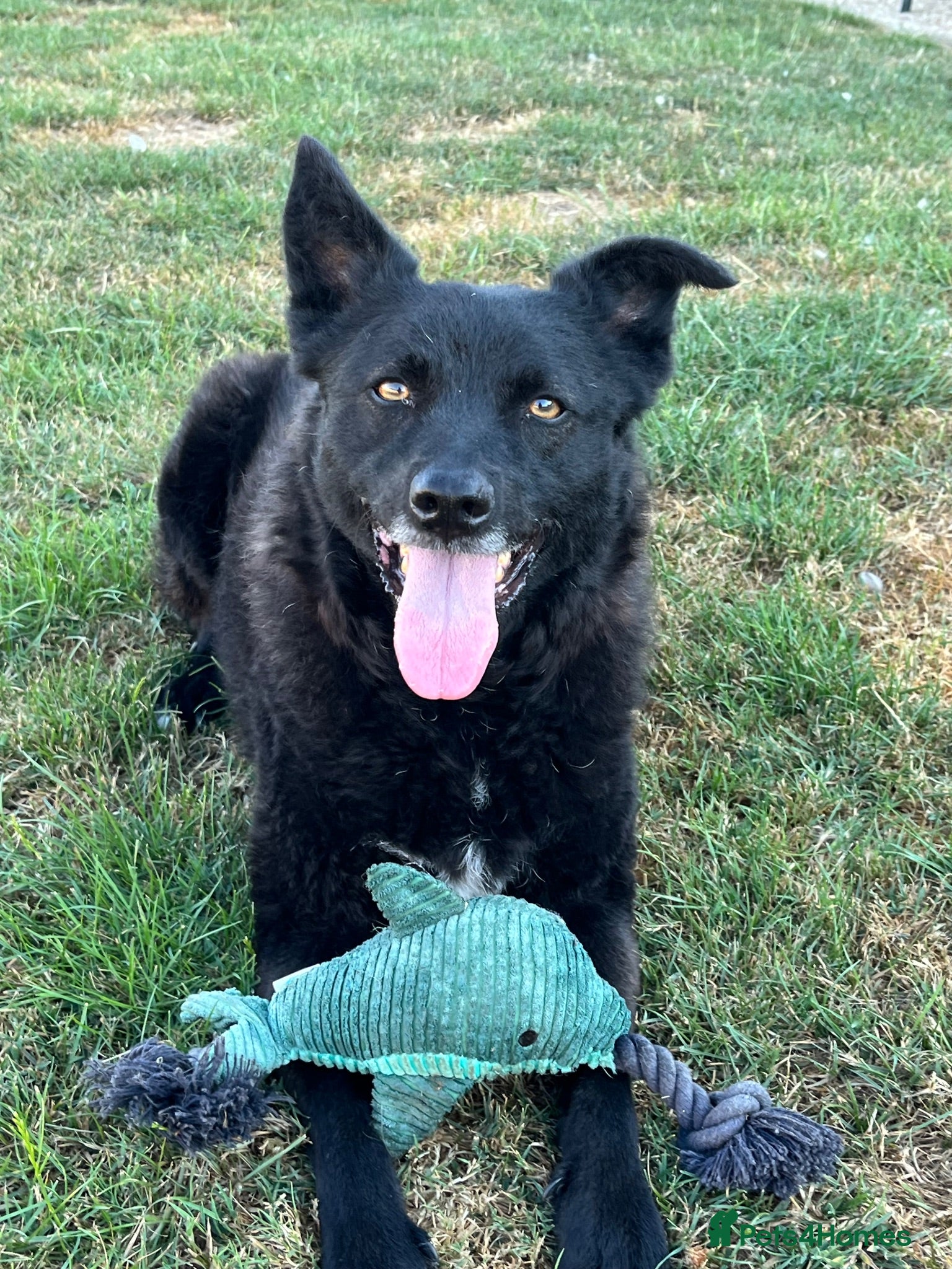 Mixed Breed dogs Jasmine - loving playmate wanted  - Advert 2