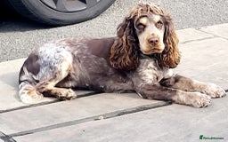 Cocker Spaniel dogs for sale: Beautiful cocker spaniel  - Advert 4