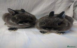 Netherland Dwarf rabbits for sale: Netherland dwarf baby rabbits - Image 5