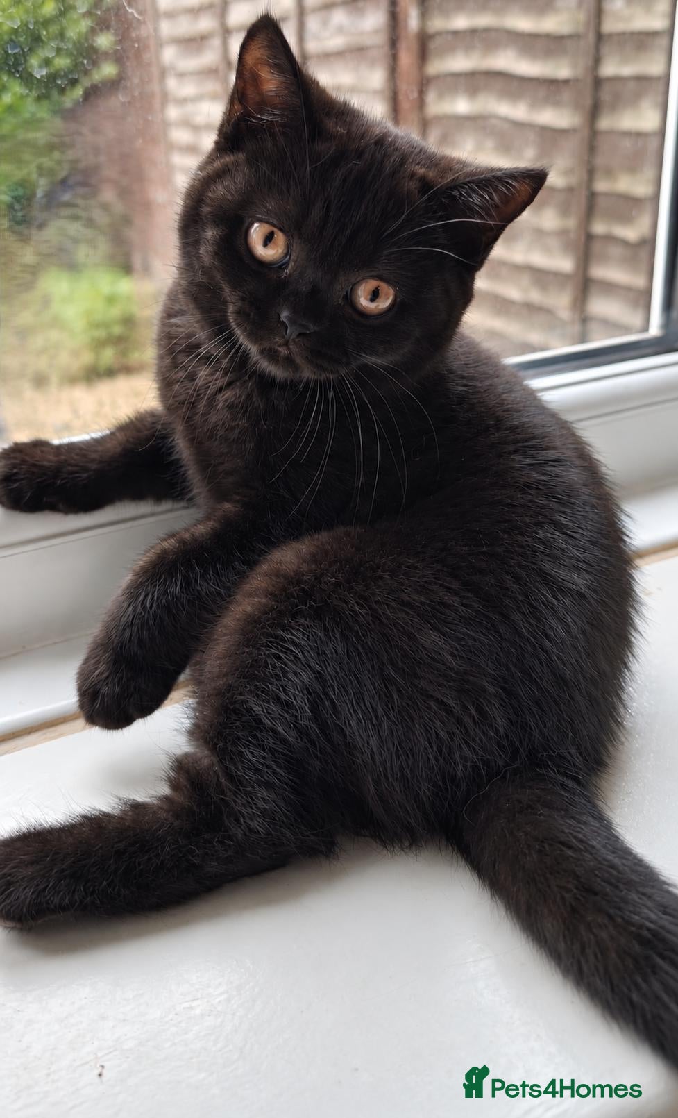British Shorthair cats Beautiful Black BSH Kittens £995 GCCF ready 18/9 - Advert 2