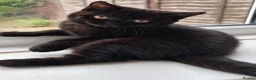 British Shorthair cats for sale: Beautiful Black BSH Kittens £995 GCCF ready 18/9 - Advert 1