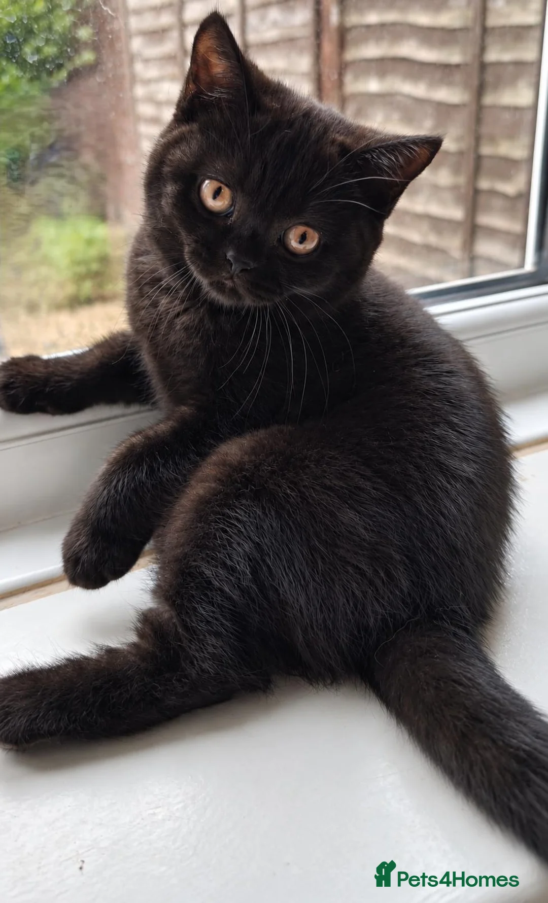 British Shorthair cats for sale: Beautiful Black BSH Kittens £995 GCCF ready 18/9 - Advert 1