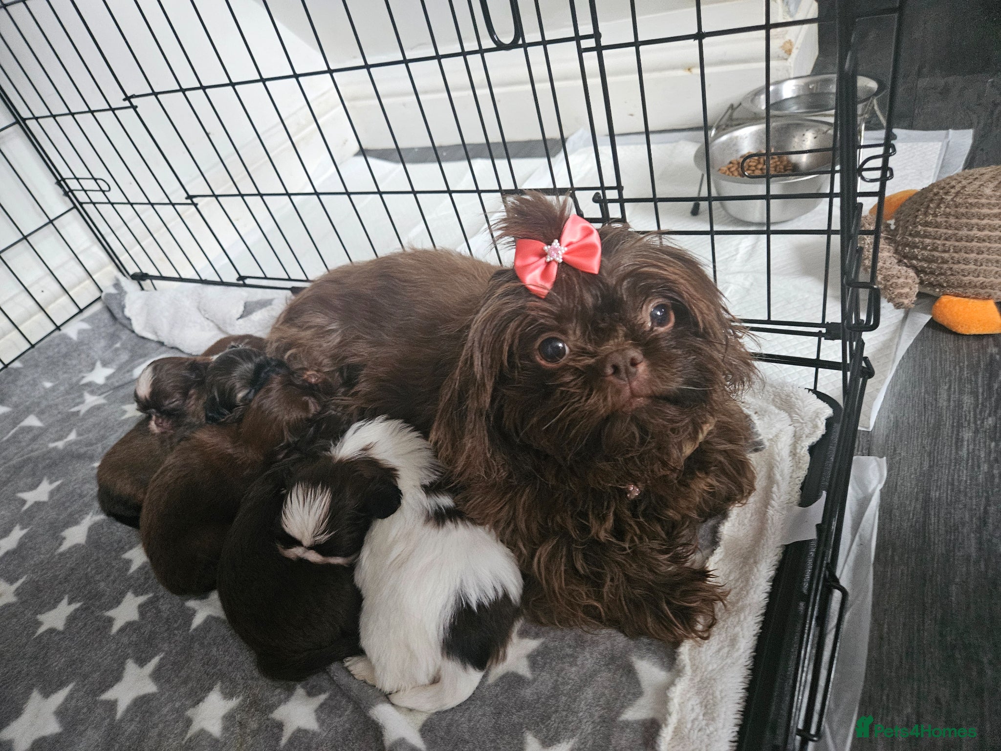 Shih Tzu dogs for sale: Lovely Imperial Chocolade SHIH TZU for sale💓🤎 - Advert 1