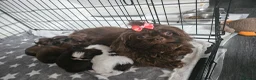 Shih Tzu dogs for sale: Lovely Imperial Chocolade SHIH TZU for sale💓🤎 - Advert 1