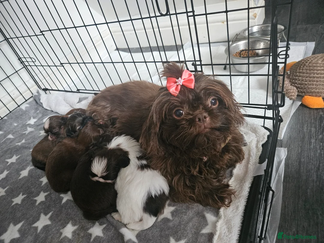 Shih Tzu dogs for sale: Lovely Imperial Chocolade SHIH TZU for sale💓🤎 - Advert 1