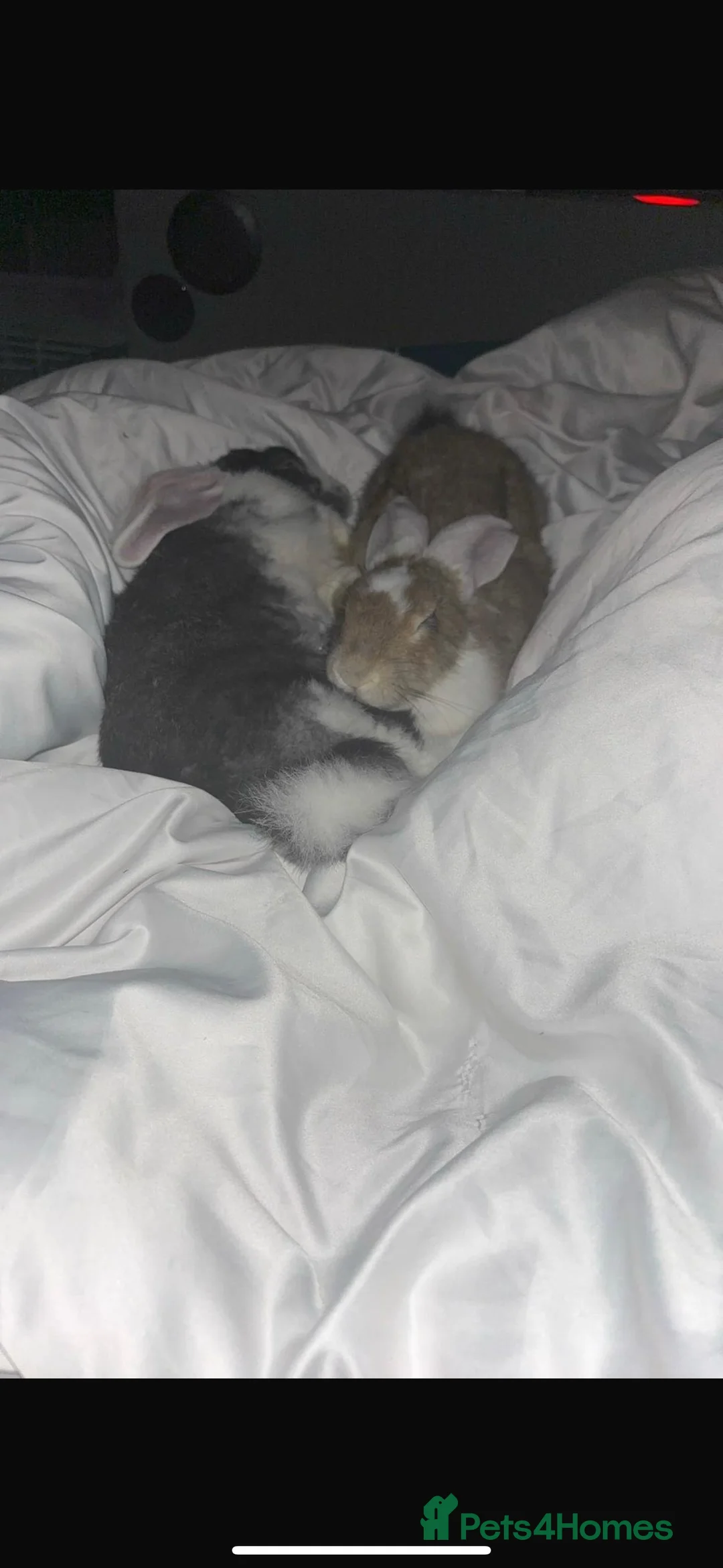 Continental Giant rabbits for sale: Bonded giant rabbits  - Advert 1