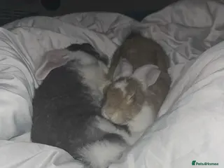 Continental Giant rabbits Bonded giant rabbits - Advert 2