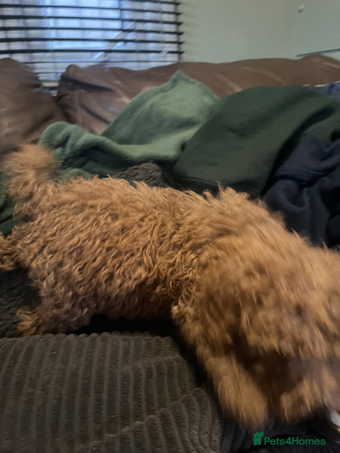 Mini Goldendoodle dogs for sale: Mini golden doodle f1b - Advert 5