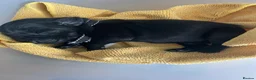 Labrador Retriever dogs for sale: Gorgeous Black Labrador Puppies KC REG - Advert 15