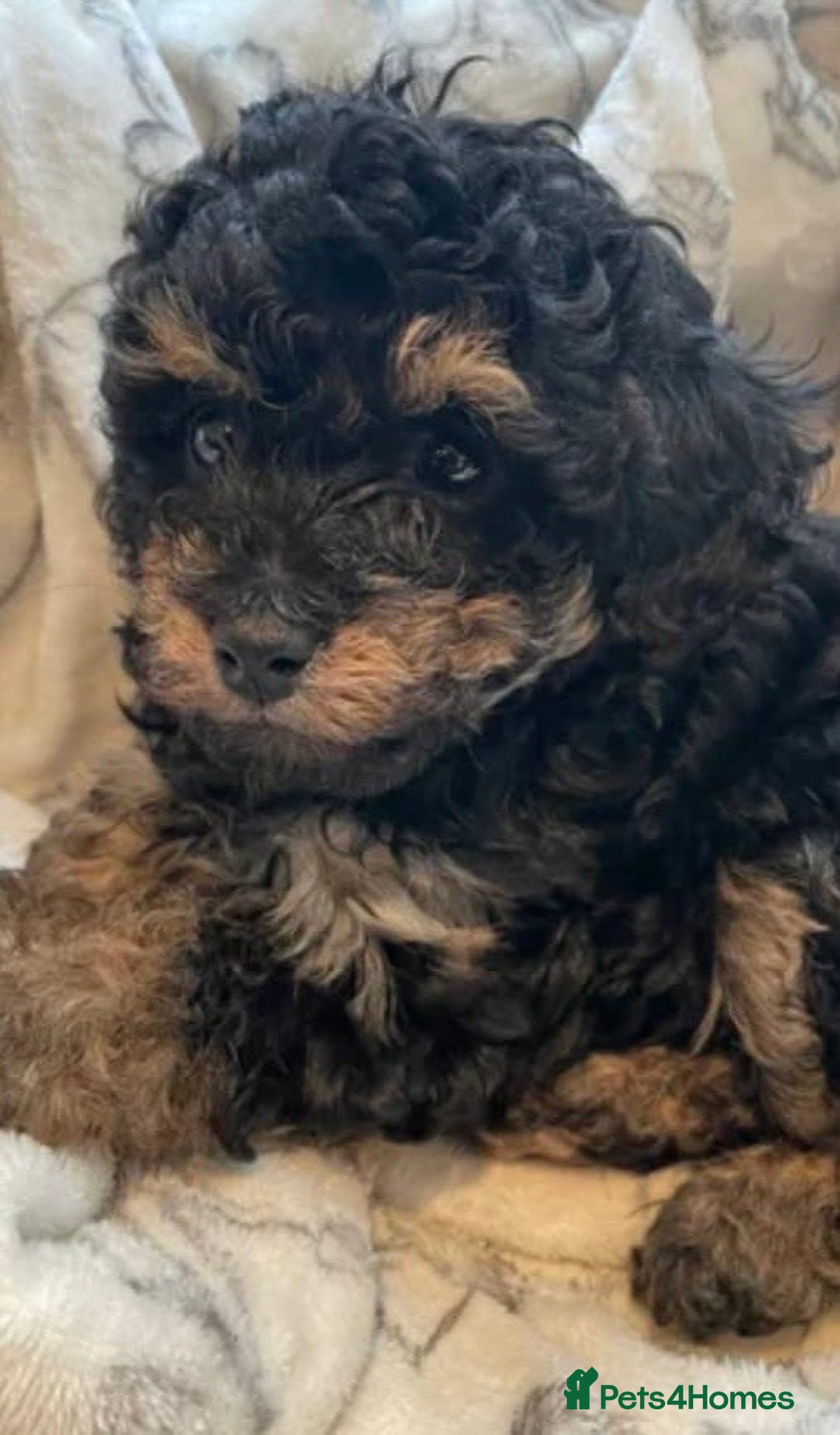 Cockapoo dogs for sale: Cockapoo  - Advert 6