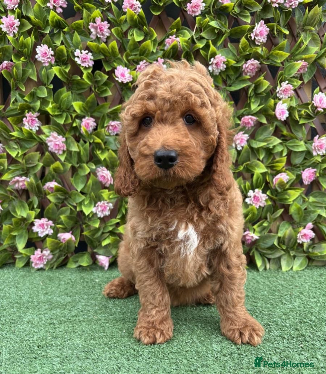 Cavapoo dogs for sale: Red/Brown Cavapoo - Advert 5