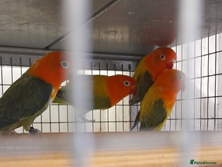 Lovebirds birds - Advert 3