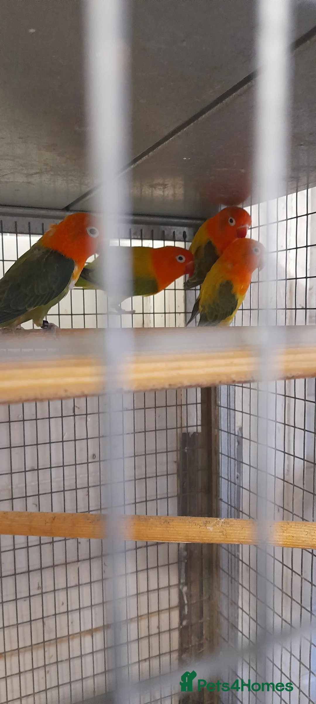 Lovebirds birds for sale:  Love birds  - Advert 1