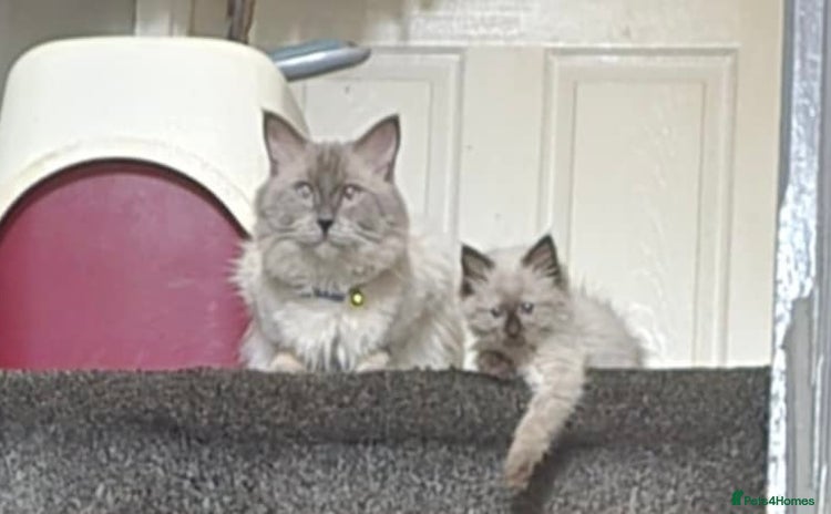 Ragdoll cats - Advert 5