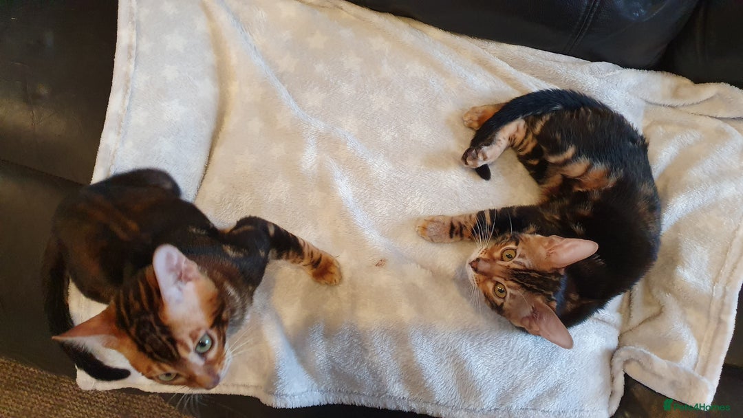 Bengal cats for sale: Pedigree Bengal Kittens - Advert 5