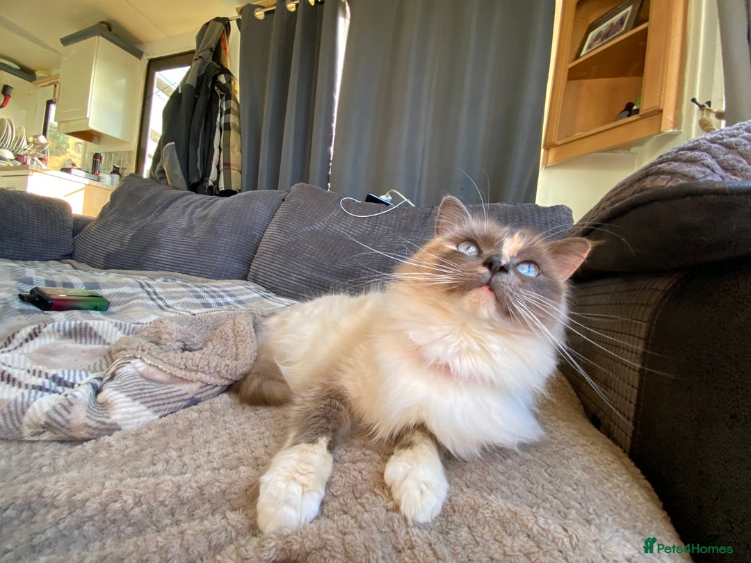 Ragdoll cats for sale: Ragdoll  - Image 10
