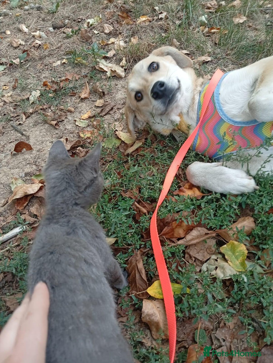 Mixed Breed dogs for adoption: Clara, 1.5 yrs approx. Available for adoption. - Advert 6