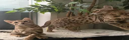 Bengal cats for sale: 🐆 Stunning Bengal Singleton Boy  - Advert 19
