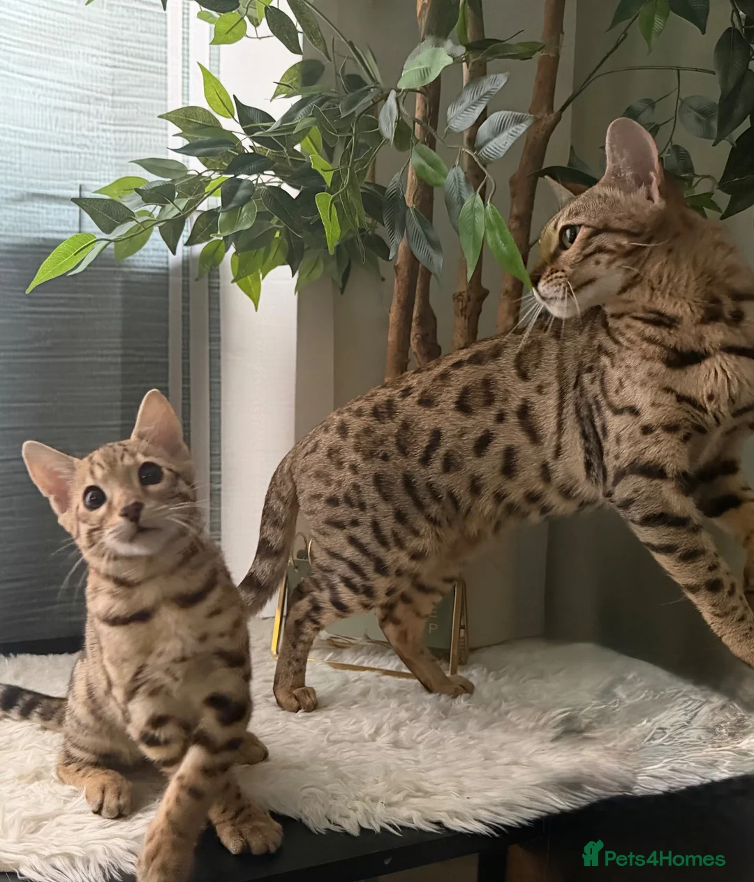 Bengal cats for sale: 🐆 Stunning Bengal Singleton Boy  - Advert 19