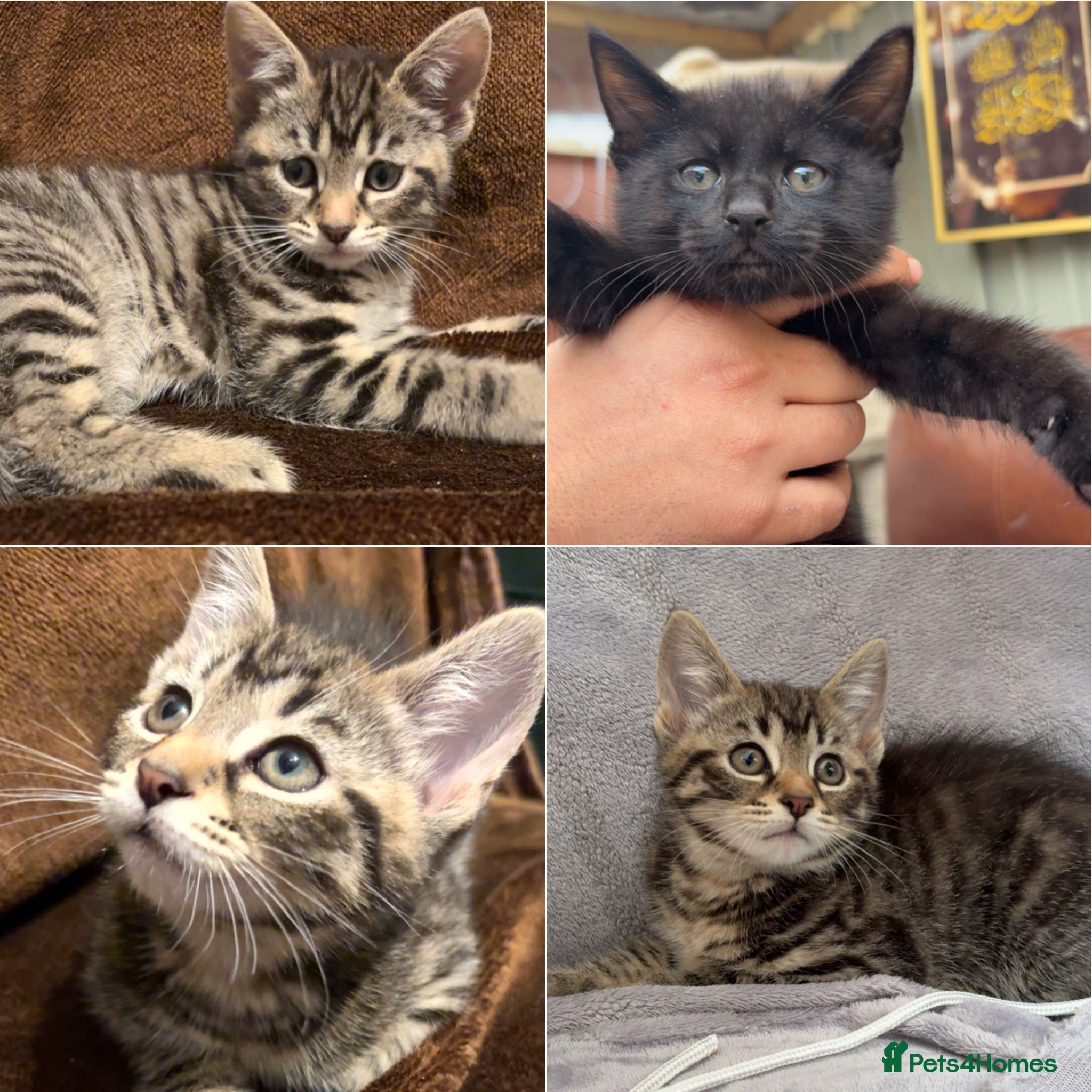 Mixed Breed cats British short hair mixed breed kittens.🩷 - Advert 1