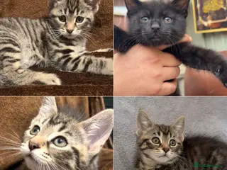 Mixed Breed cats British short hair mixed breed kittens.🩷 - Advert 1