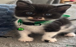 Mixed Breed cats for sale: Mixed breed adorable kittens in Waltham Cross - Image 34