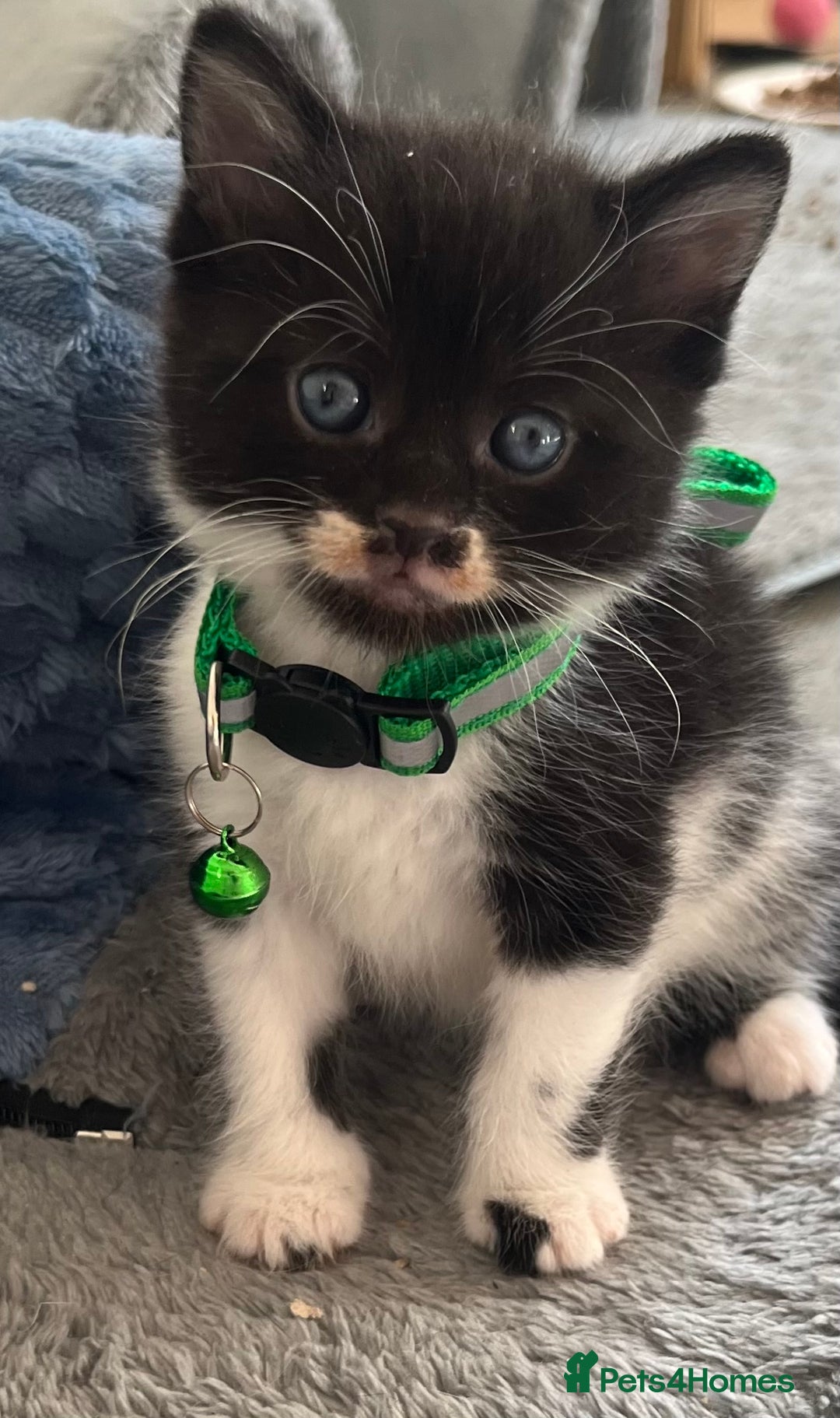 Mixed Breed cats for sale: Mixed breed adorable kittens in Waltham Cross - Image 34
