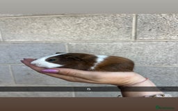 Guinea Pig rodents for sale: Lovely guinea pigs looking for their new homes!  - Image 14