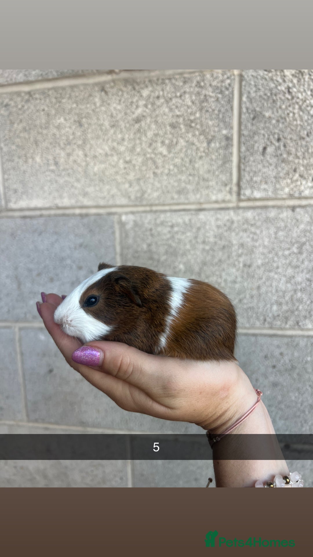 Guinea Pig rodents for sale: Lovely guinea pigs looking for their new homes!  - Image 14