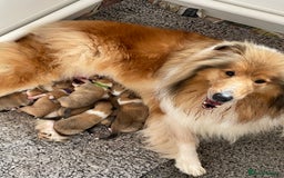 Rough Collie dogs for sale: KC Registered sable and white rough collie ouppies - Image 10