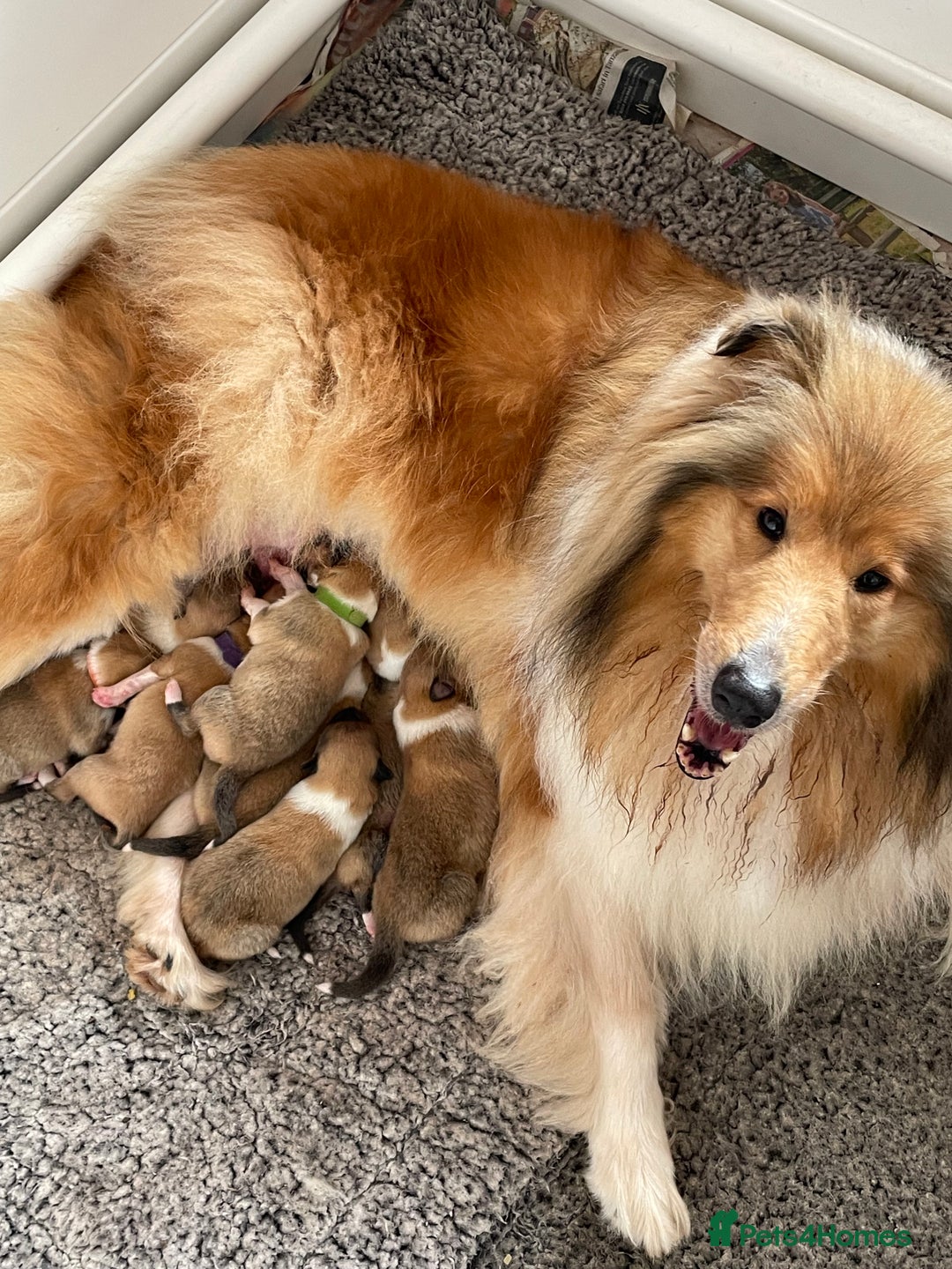 Rough Collie dogs for sale: KC Registered sable and white rough collie ouppies - Image 10