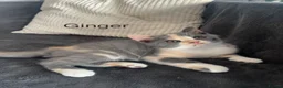 British Shorthair cats for sale: British Shorthair kittens, registered  - Advert 4