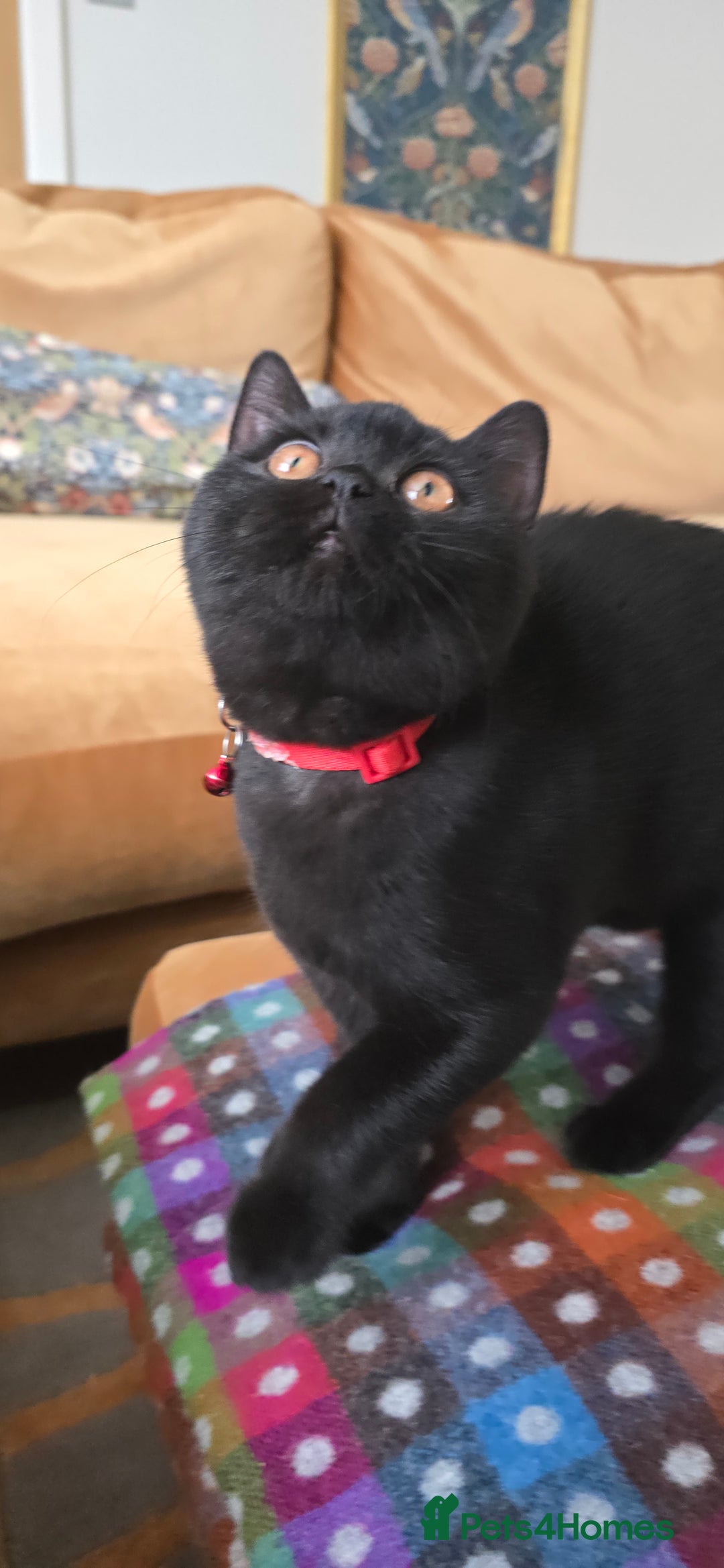 British Shorthair cats for sale: British Shorthair kittens  - Image 22