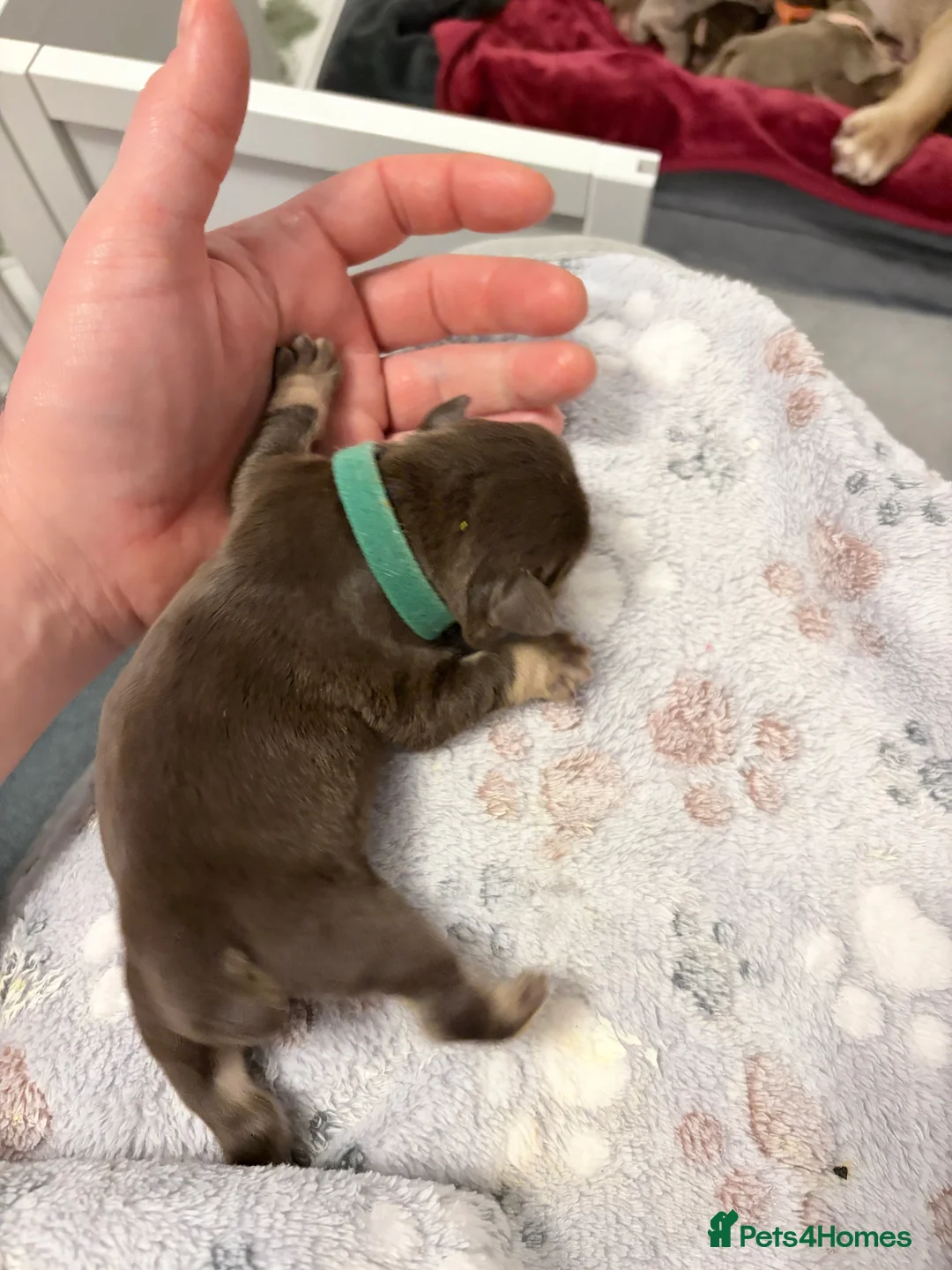 English Bulldog dogs for sale: KC English Bulldog Puppies Exceptional Quality  - Advert 25