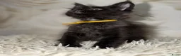 Maine Coon cats for sale: 6 beautiful Maine coon kittens  - Advert 6
