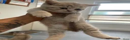 British Shorthair cats for sale: STUNNING LILAC TICKED TABBY GCCF FEMALE KITTENS  - Advert 18