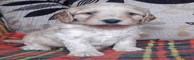 Cockapoo Puppy 5