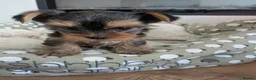 Yorkshire Terrier dogs for sale: Adorable Mini Toy Yorkshire Terrier Puppies - Advert 9