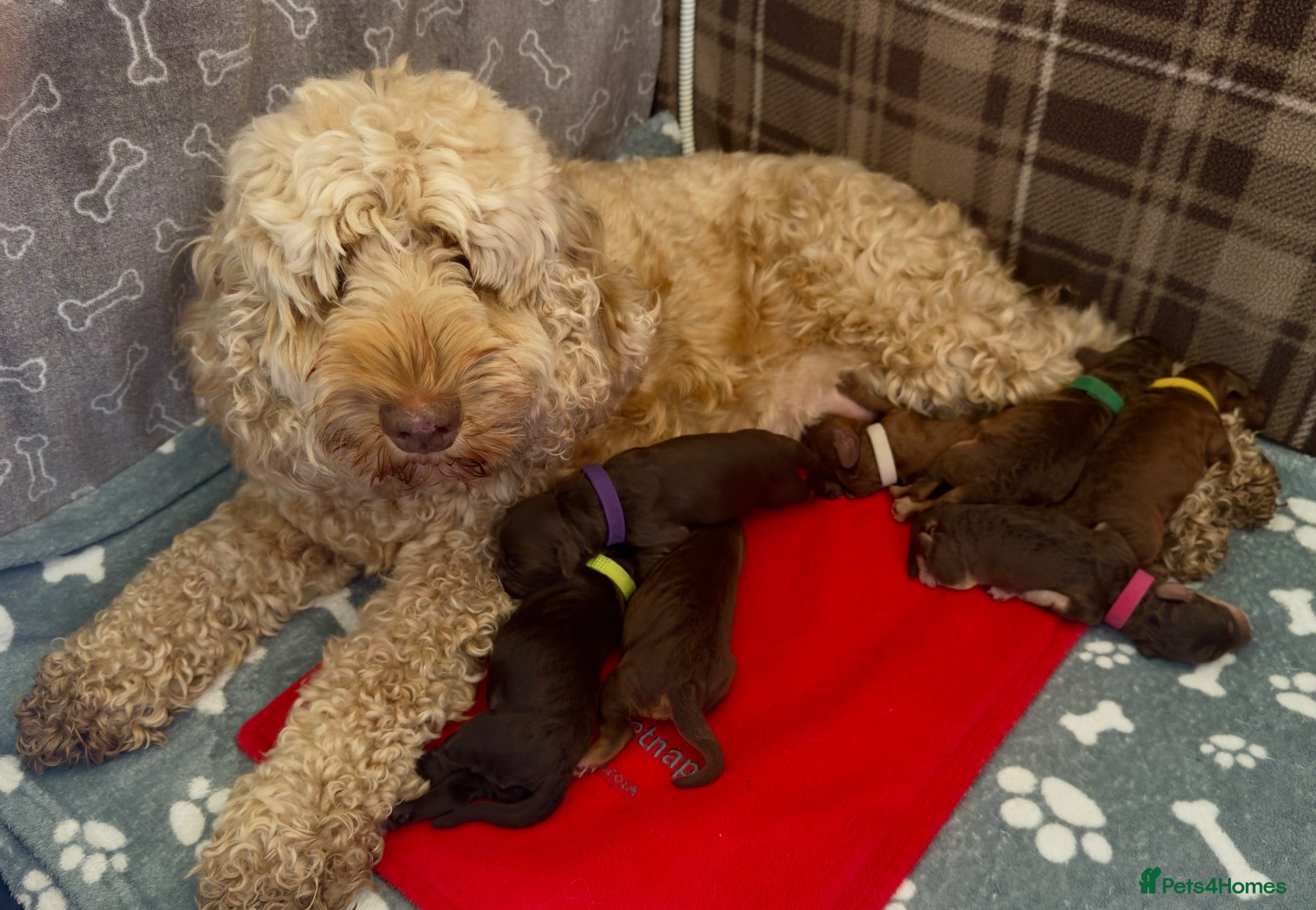 Cockapoo dogs Extensively DNA Tested Cockapoo Puppies 🧬 - Advert 2