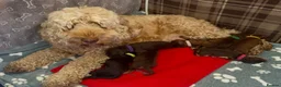 Cockapoo dogs for sale: Extensively DNA Tested Cockapoo Puppies 🧬 - Advert 2